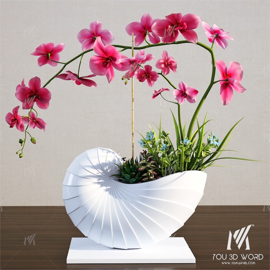 Orchid